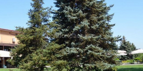 Как да засадите коледно дърво на сайта - къде е по-добре да го засадите в градината